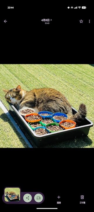 Android Google Photos